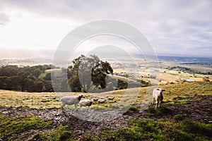 View over Yarra Glen in Australia