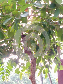 The view overlooks the branches and leaves of the trees.