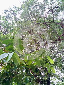 The view overlooks the branches and leaves of the trees.