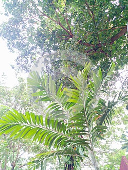 The view overlooks the branches and leaves of the trees.