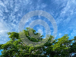 The view overlooks the branches and leaves of the trees.