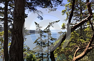 View through the pacific madrone trees of the harbor in deception pass in Washington state