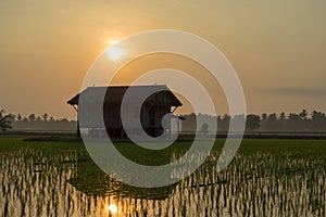 View of paddy field during sunrise in Sungai Besar photo