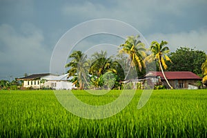 View of paddy field during sunrise in Sungai Besar photo
