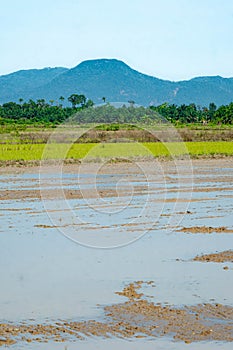 View of paddy fields in Kampung Sepayang, Kuala Rompin, Pahang, Malaysia