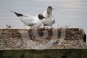 A view of a  pair of Black Headed Gulls
