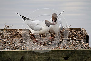 A view of a  pair of Black Headed Gulls
