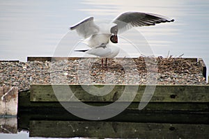 A view of a  pair of Black Headed Gulls