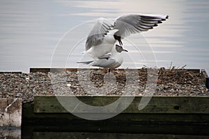 A view of a  pair of Black Headed Gulls