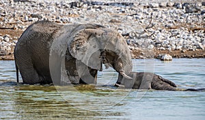 A view of a pair of elephants playing in a waterhole in the Etosha National Park in Namibia