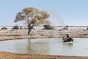 A view of a pair of elephants playing in a waterhole in the Etosha National Park in Namibia