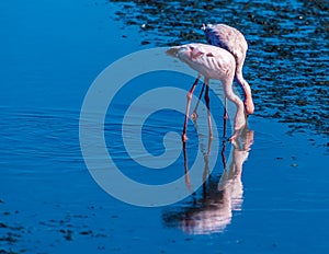 A view of a pair of flamingos in the waters of Walvis Bay