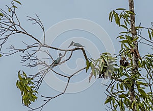 A view of a pair of Kingfishers in a tree above the Tortuguero River in Costa Rica