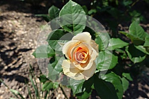 View of pale orange flower of rose