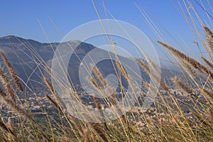 View of Palermo through grass