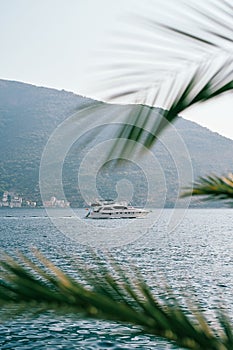 View through palm branches to a motor yacht sailing on the sea