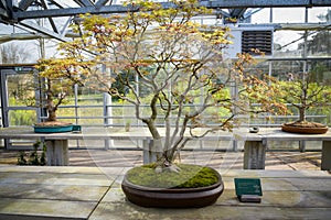 view of a palm maple in a botanic garden