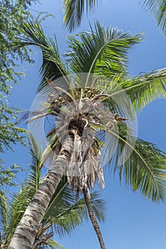 View at palm tree on the island of Mussulo, Luanda, Angola