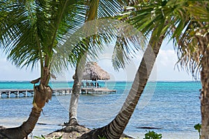 View through the palm trees