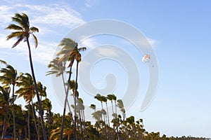 View of palm trees