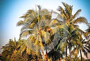 View of palm trees against sky