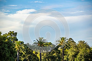 View of palm trees against the sky. Concept of good mood