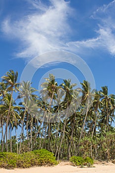 View of palm trees against the sky. Island. photo