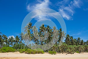 View of palm trees against the sky. Island. photo