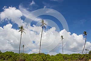 View of palm trees against the sky. Island. photo