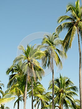 View of palm trees against sky