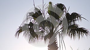 View of palm trees against sky. palm trees bottom view. Green palm tree on blue sky background.