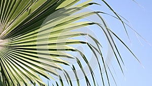 View of palm trees against sky. palm trees bottom view. Green palm tree on blue sky background.