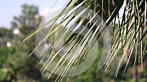 View of palm trees against sky. palm trees bottom view. Green palm tree on blue sky background.