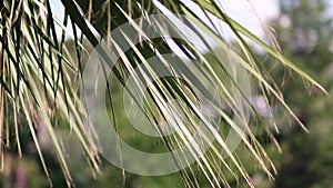 View of palm trees against sky. Palm trees bottom view. Green palm tree on blue sky background.