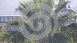 View of palm trees against sky. palm trees bottom view. Green palm tree on blue sky background.