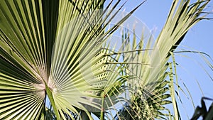 View of palm trees against sky. palm trees bottom view. Green palm tree on blue sky background.