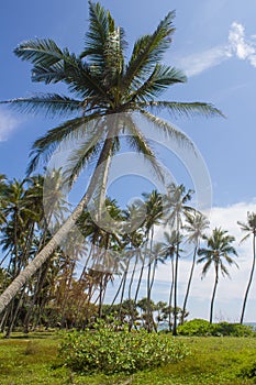 View of palm trees against the sky. Island. photo