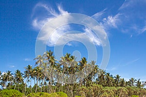 View of palm trees against the sky. Island. photo