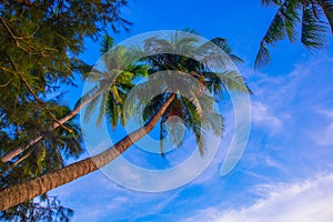 View of palm trees against sky.Vietnam, Mui Ne, Asia