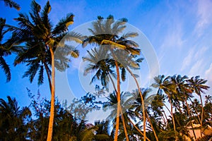 View of palm trees against sky.Vietnam, Mui Ne, Asia