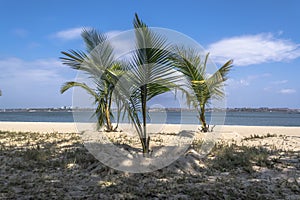 View of palm trees on beach, on the island of Mussulo, Luanda, Angola