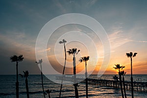 View of palm trees, beach, and the pier at sunset, in San Clemente, Orange County, California