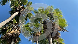 View of palm trees from below. Leafs of palm trees moving in the wind. 4K . Turkey. Antalia.