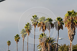 view of palm trees through car window in california