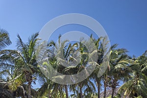 View at palm trees on the island of Mussulo, Luanda, Angola