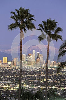 View through palm trees of Los Angeles skyline