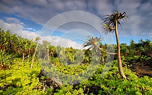 View of palm trees lush vegetation in Waianapanapa State park