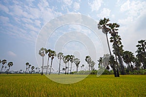 View of palm trees and rice fields under the blue sky.