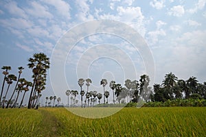 View of palm trees and rice fields under the blue sky.