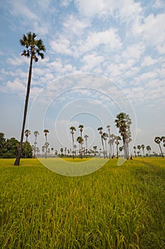 View of palm trees and rice fields under the blue sky.